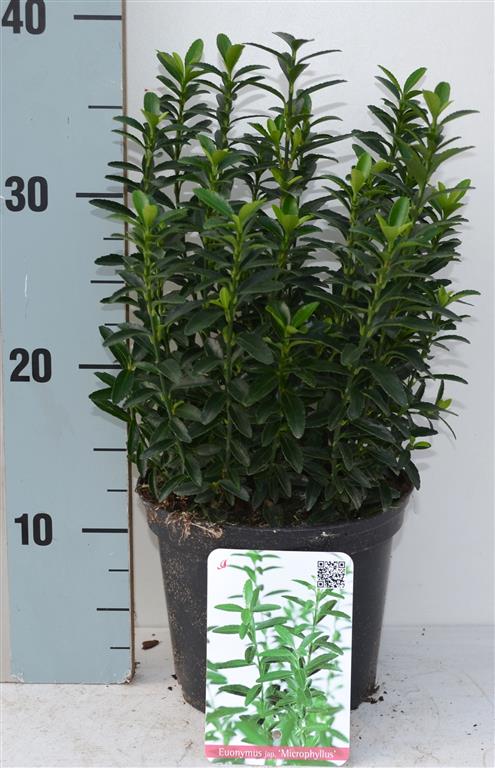 Euonymus jap. &