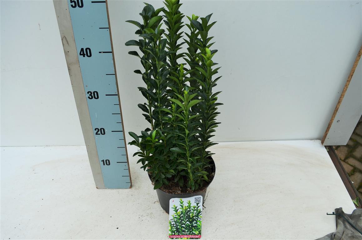 Euonymus jap. &