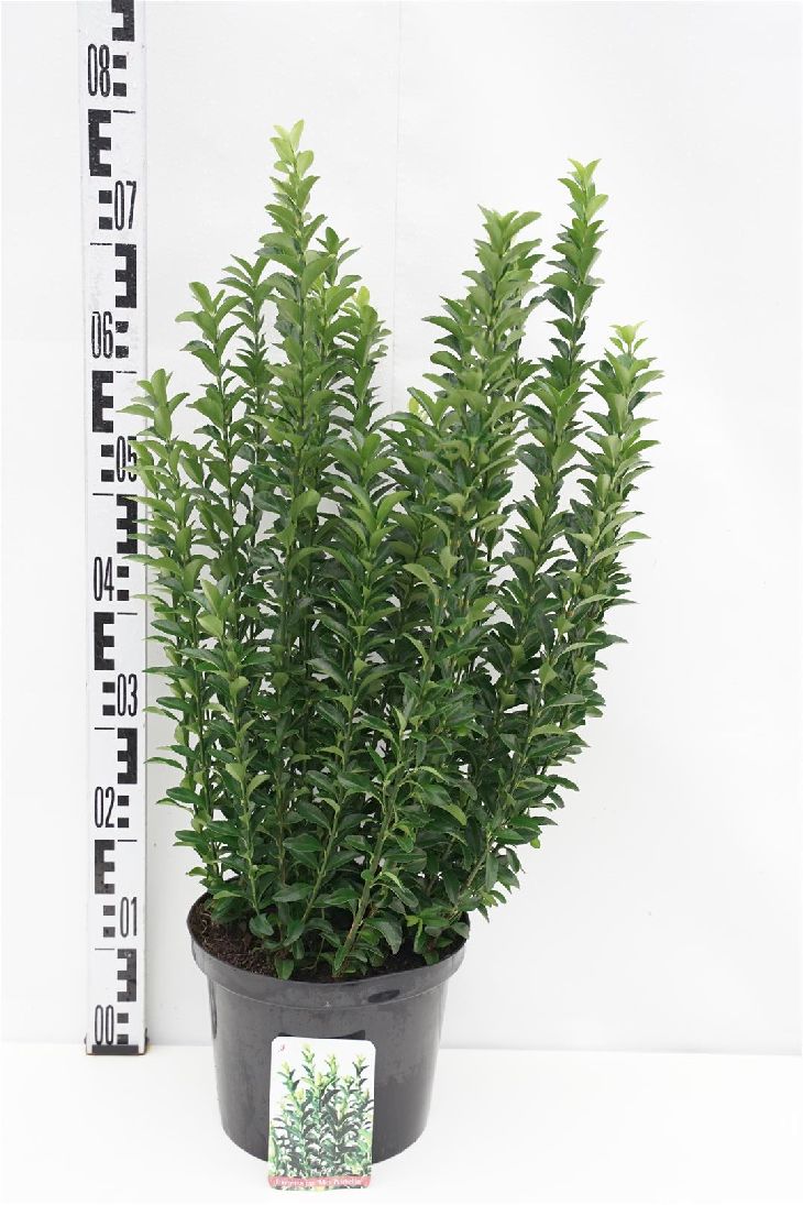 Euonymus japonicus &