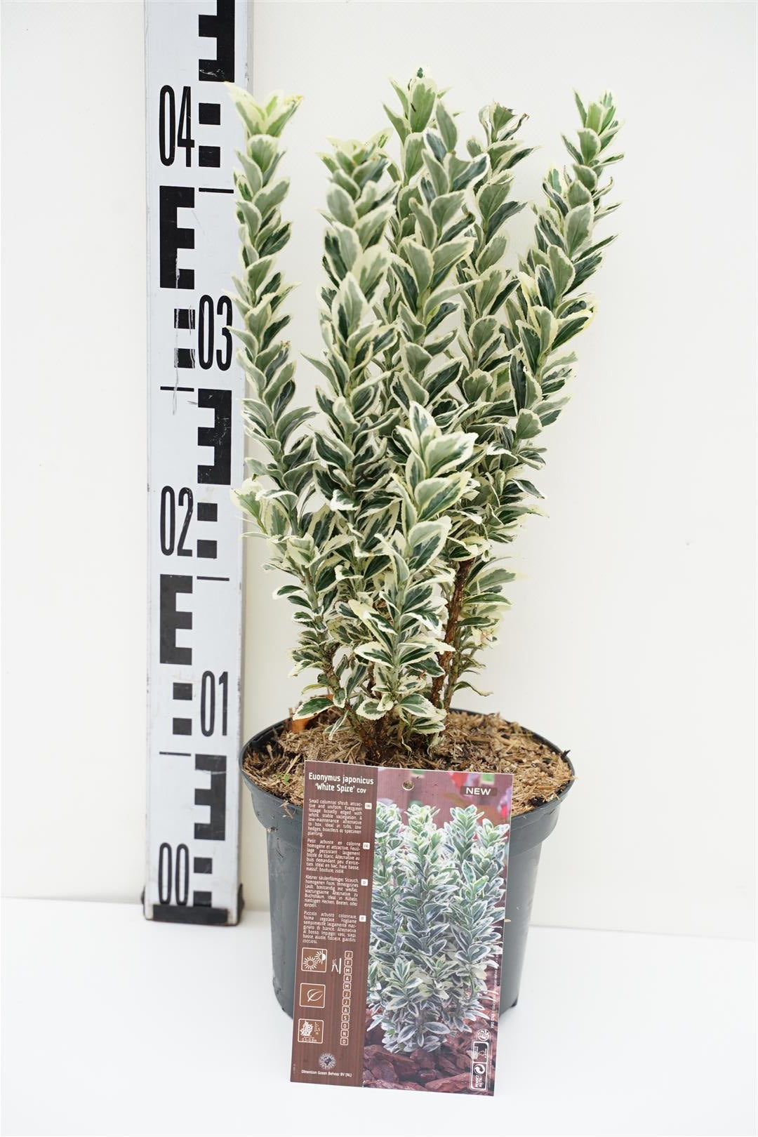 Euonymus jap. &
