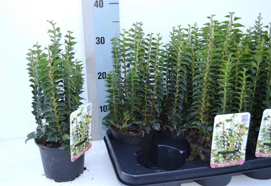 Hedera helix &