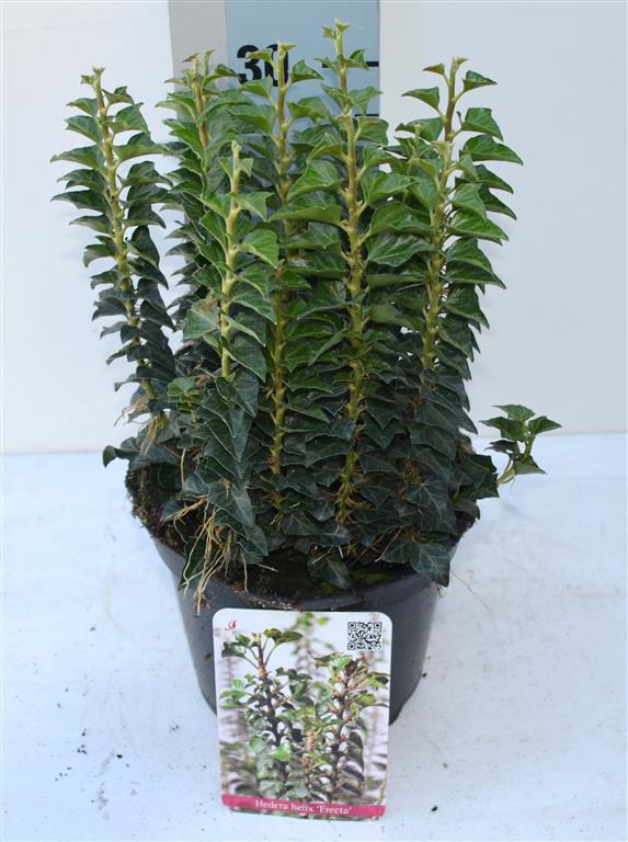 Hedera helix &