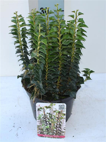 Hedera helix &