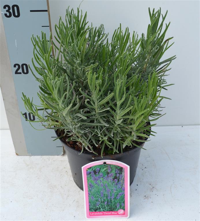 Lavandula ang. &