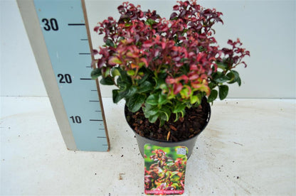 Leucothoe axillaris &