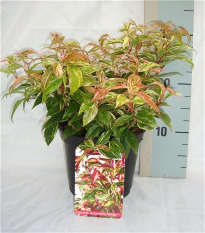 Leucothoe f. &