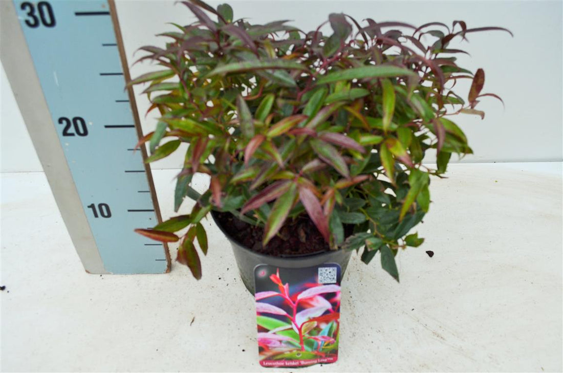 Leucothoe keiskei &
