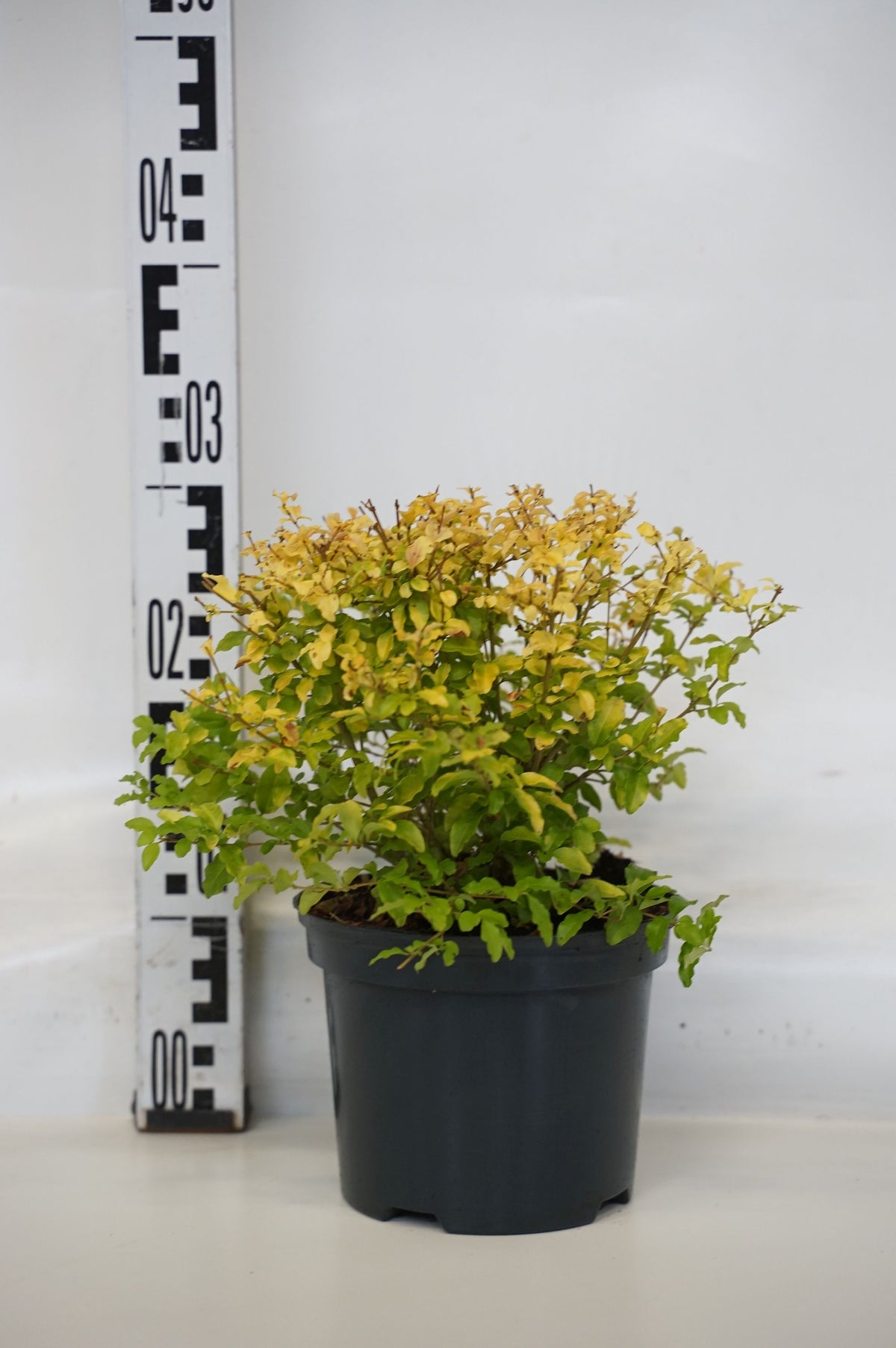Ligustrum ovalifolium &