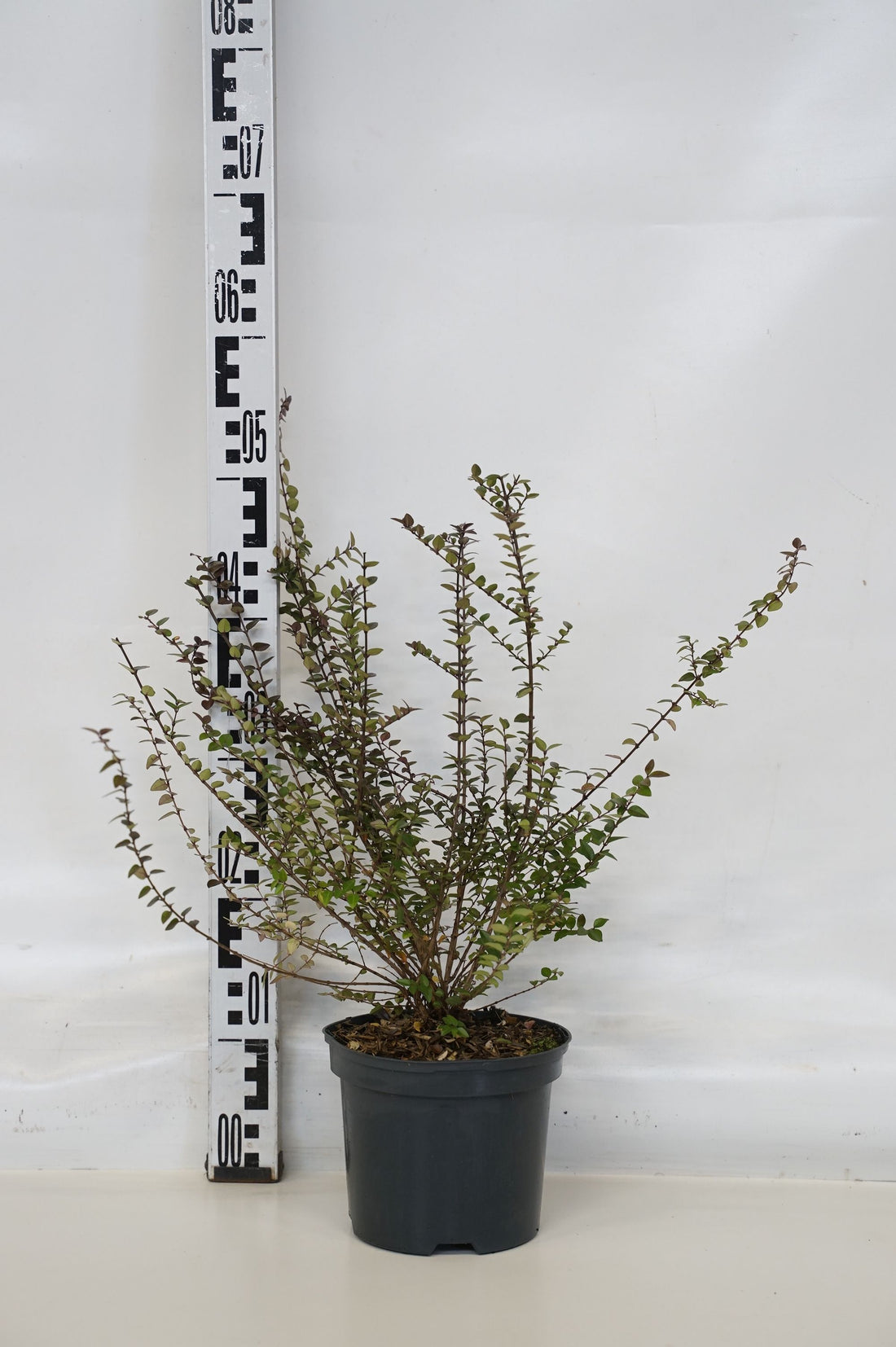 Lonicera Garden Clouds® Purple Storm 20-25 cm klot, C3 (3 liters kruka)
