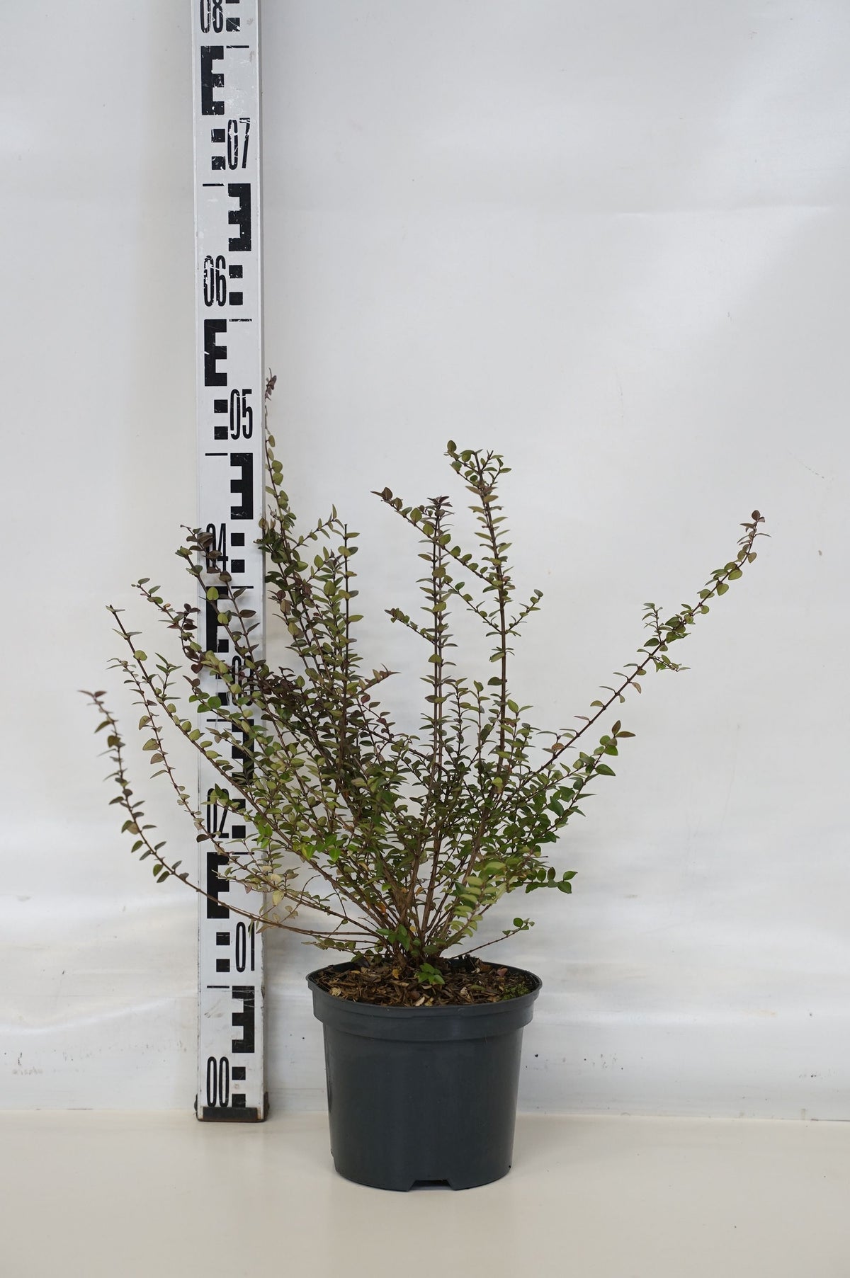 Lonicera Garden Clouds® Purple Storm 20-25 cm klot, C3 (3 liters kruka)