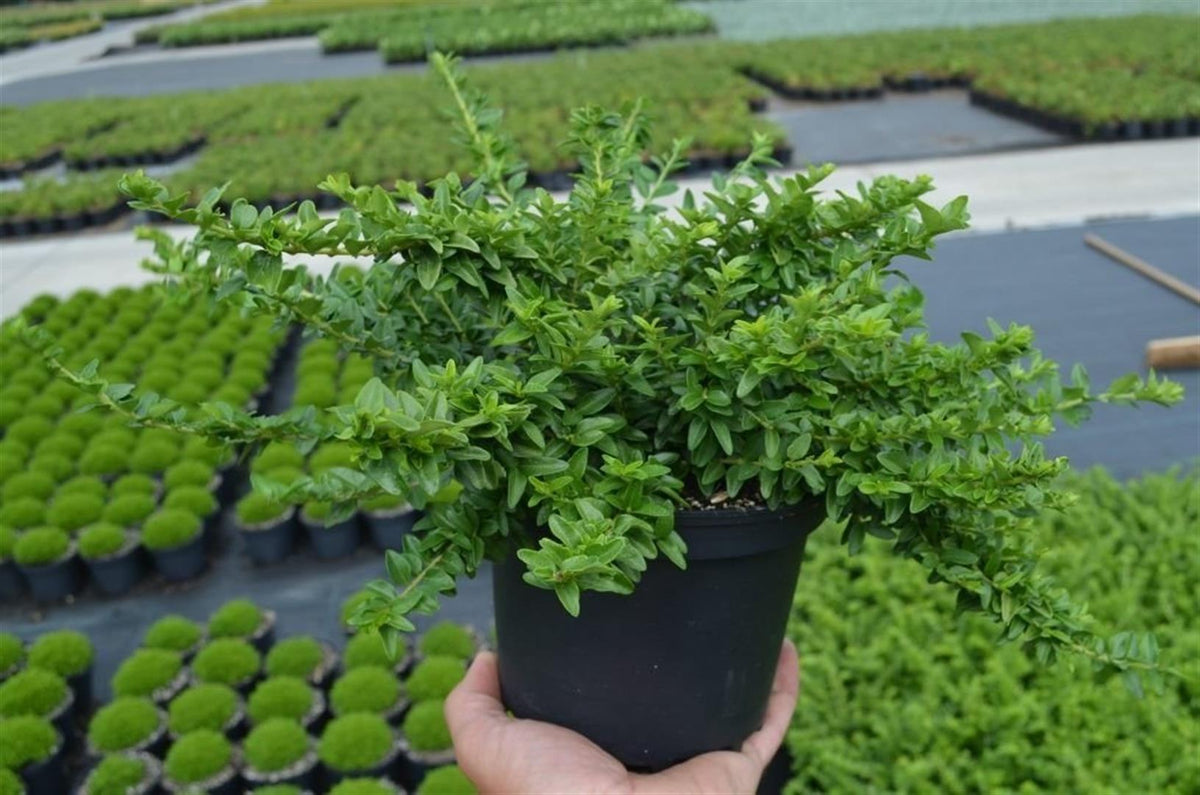 Lonicera nitida &