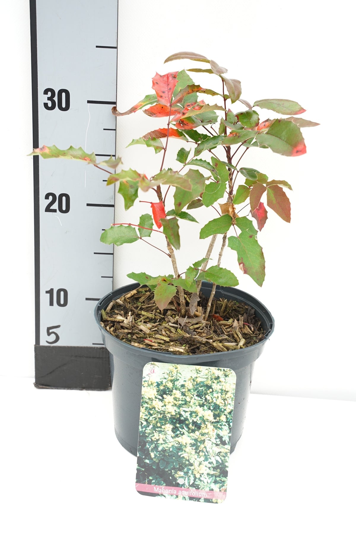 Mahonia aquifolium C2 (2 liters kruka) / 17 cm kruka 20-25 cm