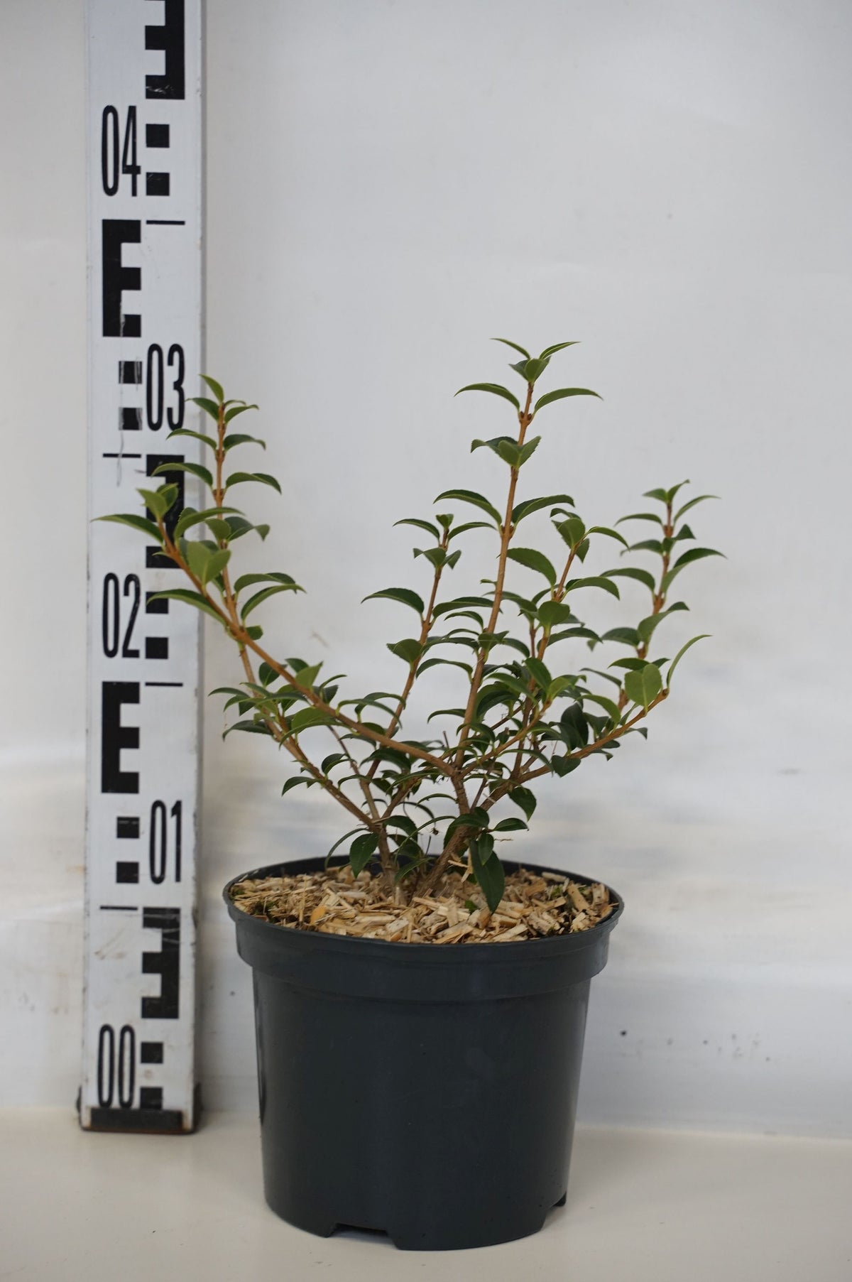 Osmanthus burkwoodii C2 (2 liters kruka) / 17 cm kruka 25-30 cm
