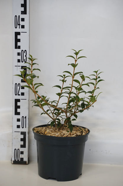 Osmanthus burkwoodii C2 (2 liters kruka) / 17 cm kruka 25-30 cm