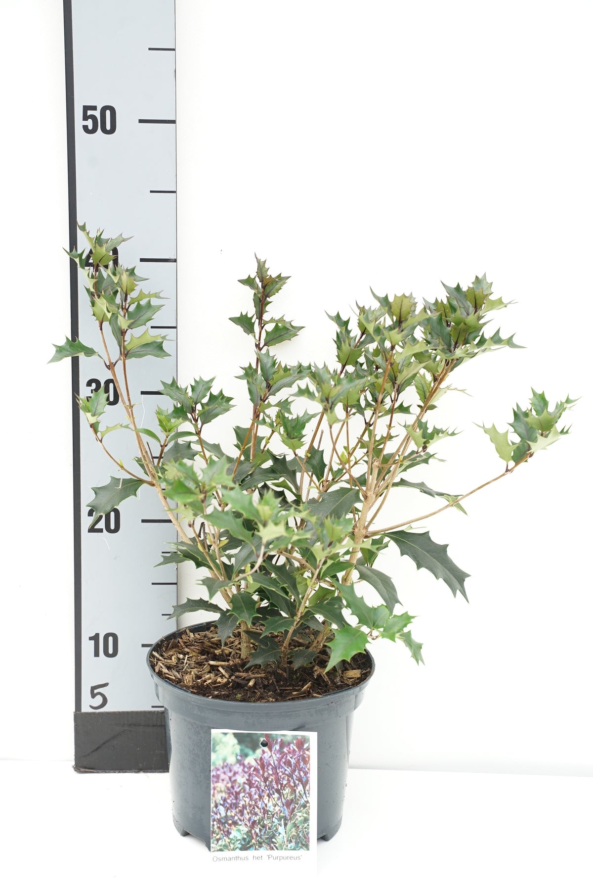 Osmanthus heterophyllus &