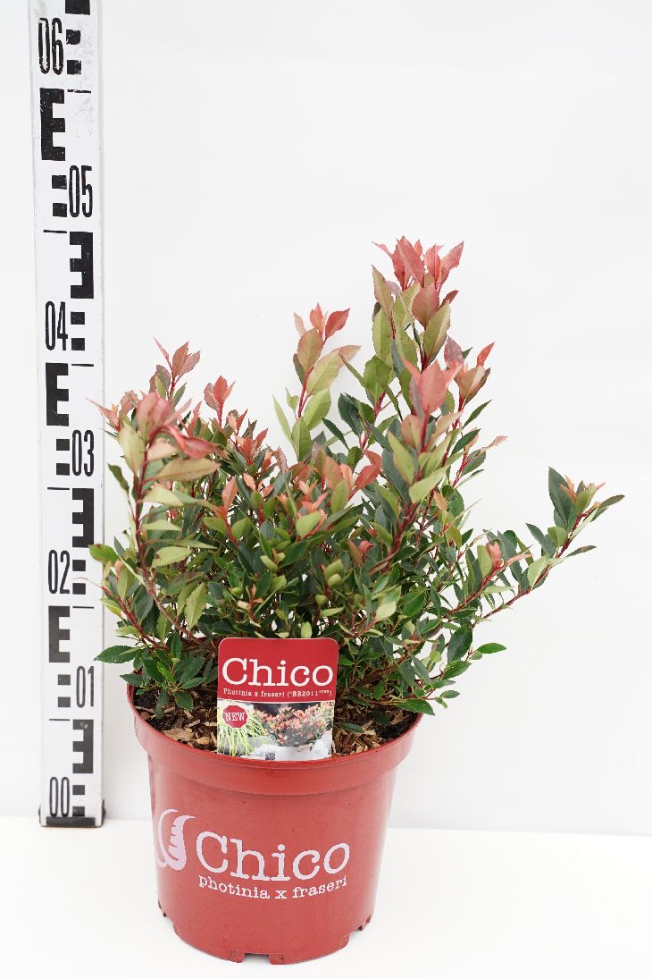 Photinia fraseri &