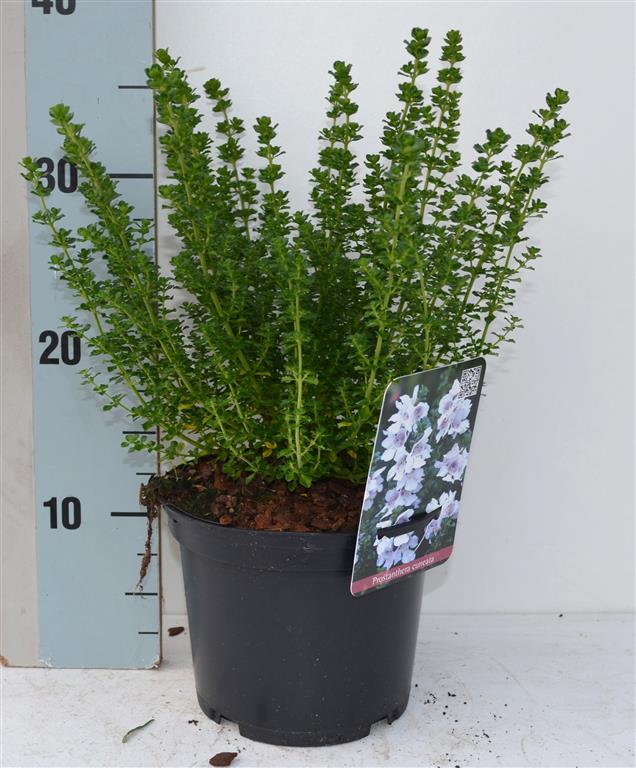 Prostanthera cuneata 50 cm stam, C3 (3 liters kruka) / 19 cm kruka