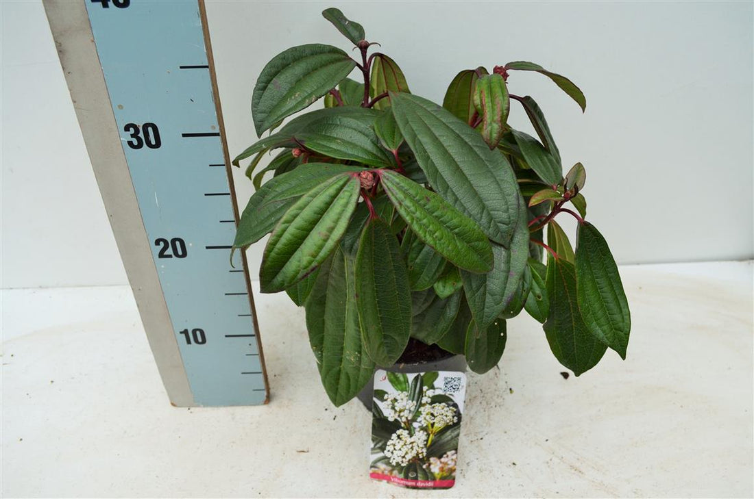 Viburnum davidii C2 (2 liters kruka) / 17 cm kruka 25-30 cm