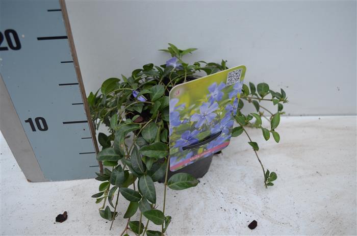 Vinca minor C1 (1 liters kruka) / 13 cm kruka 10-15 cm