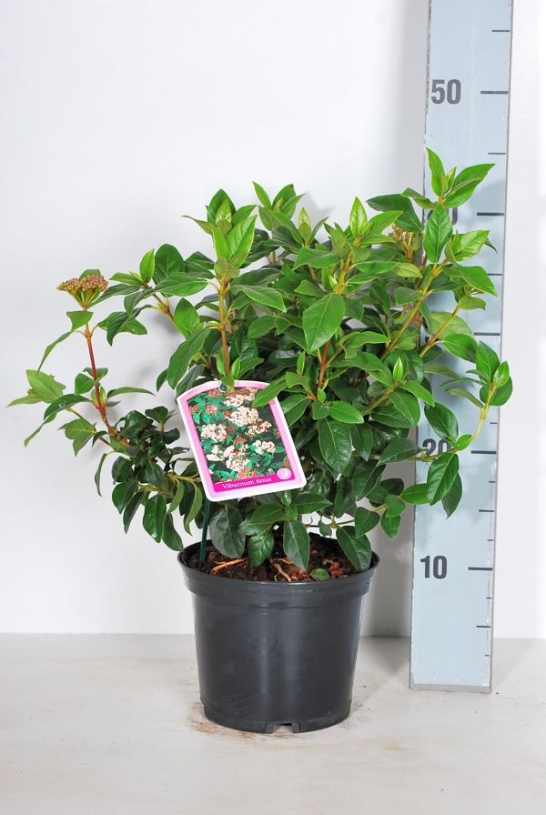 Viburnum tinus C2 (2 liters kruka) 25-30 cm