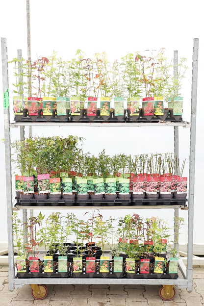 Acer palmatum i sorter 20-25 cm (10,5 cm kruka)