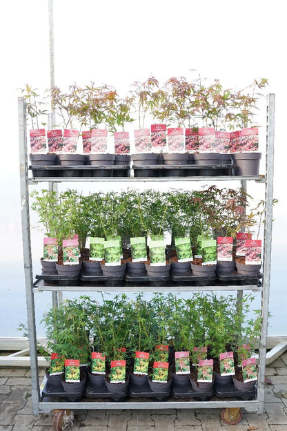 Japansk lönn (Acer palmatum) i sorter C1,5 (1,5 liters kruka) 25-30 cm
