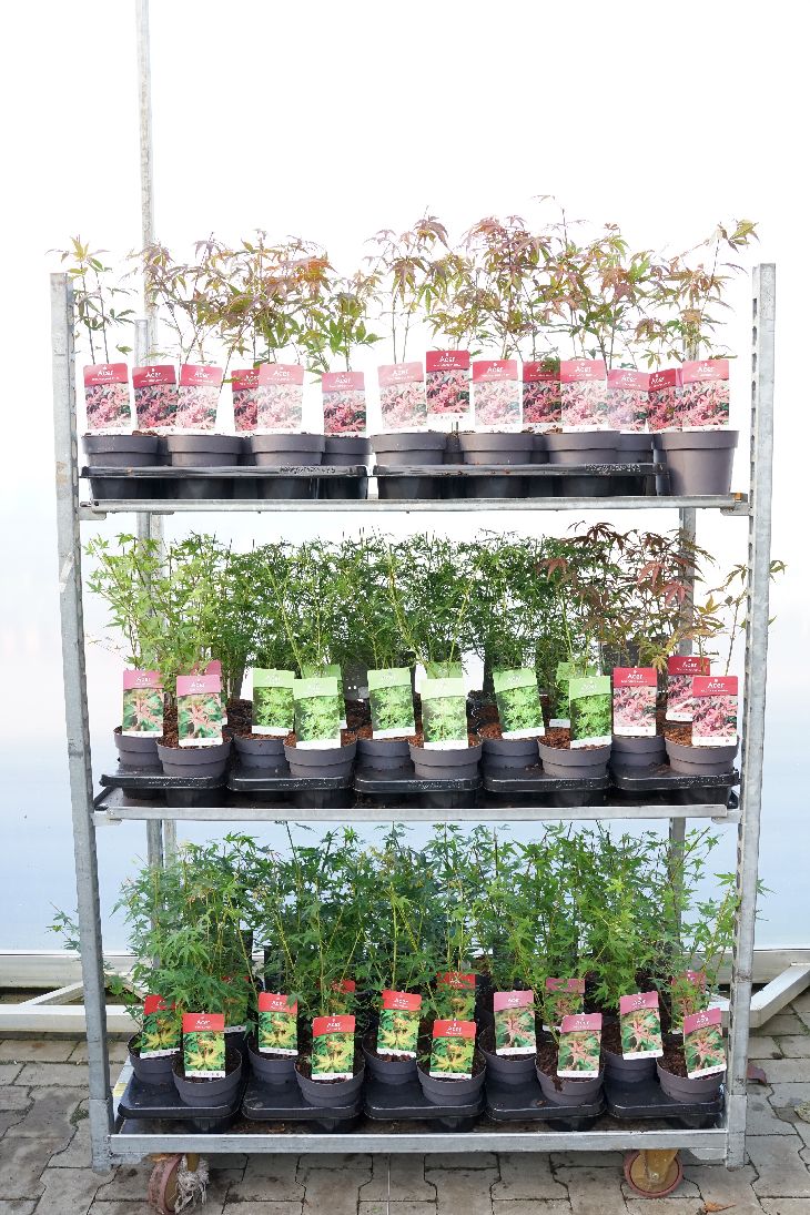 Acer palmatum i sorter C1,5 (1,5 liters kruka) 25-30 cm