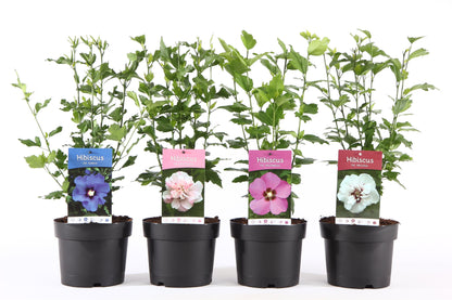 Hibiscus i sorter C3 (3 liters kruka) / 19 cm kruka 40-50 cm