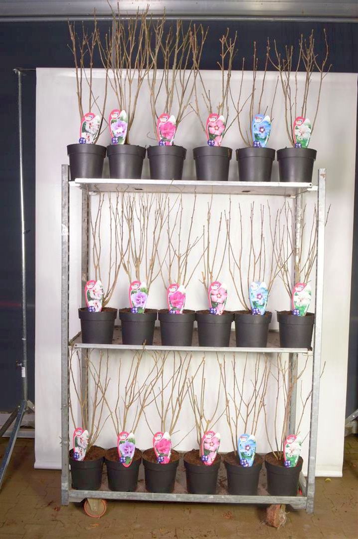 Hibiscus i olika sorter C5 (5 liters kruka) 50-60 cm