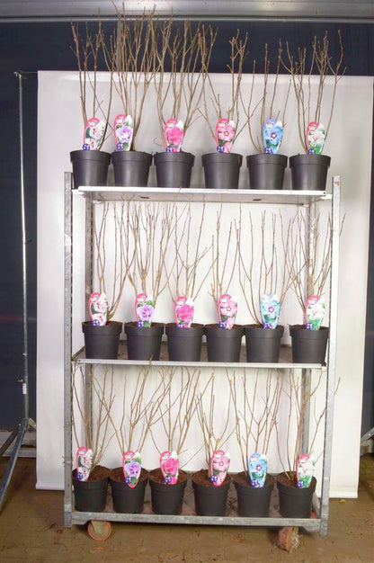 Hibiscus i sorter C5 (5 liters kruka) / 23 cm kruka 50-60 cm