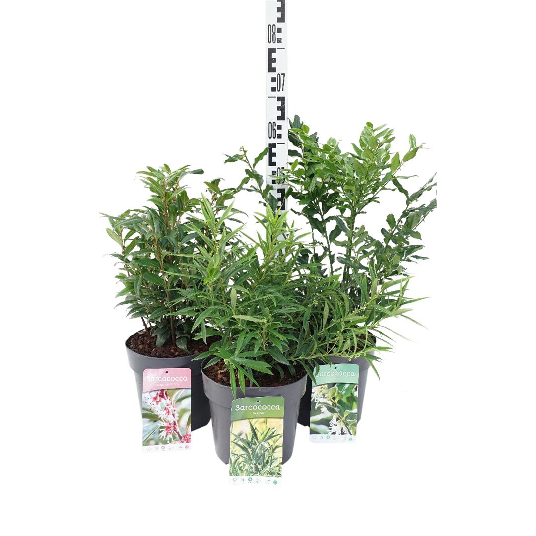 Sarcococca i sorter C4 (4 liters kruka) 30-40 cm