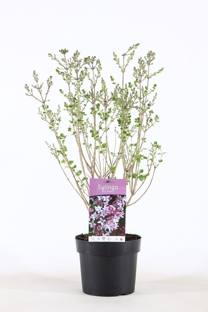 Syringa meyeri &