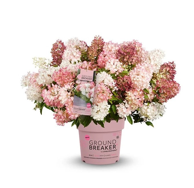Hydrangea pan. &