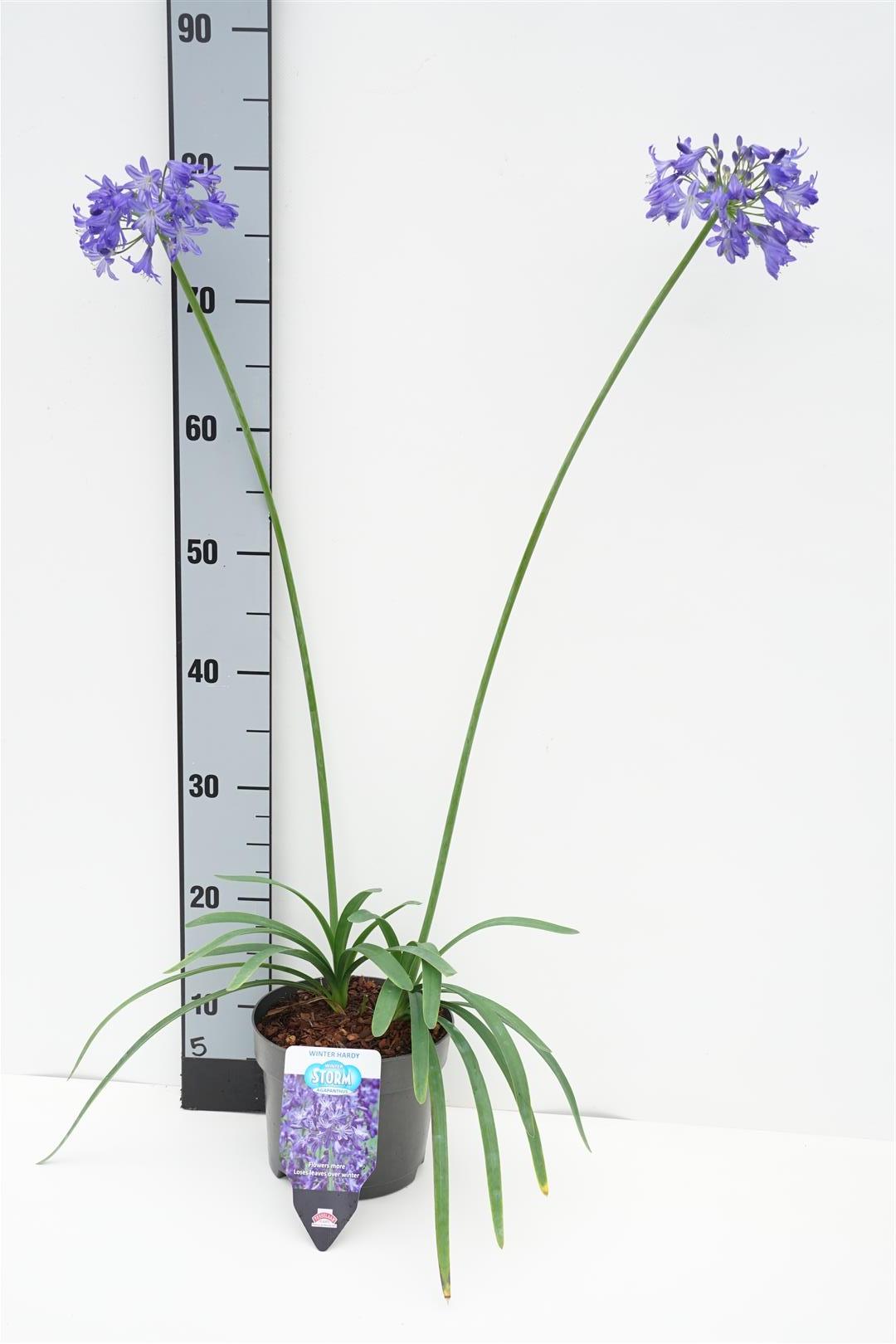 Agapanthus praecox &