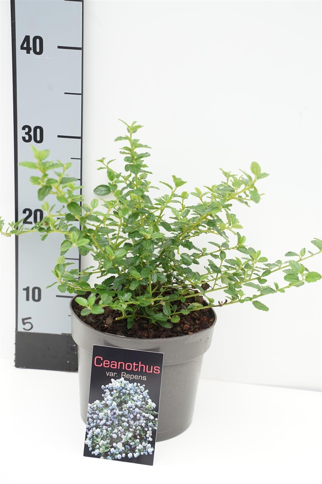 Ceanothus thyrs. repens C2 (2 liters kruka) 20-25 cm