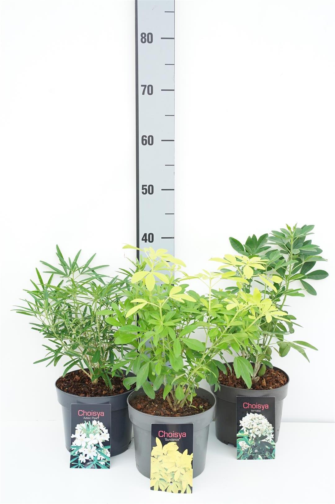 Choisya i sorter C2 (2 liters kruka) / 17 cm kruka 20+ cm