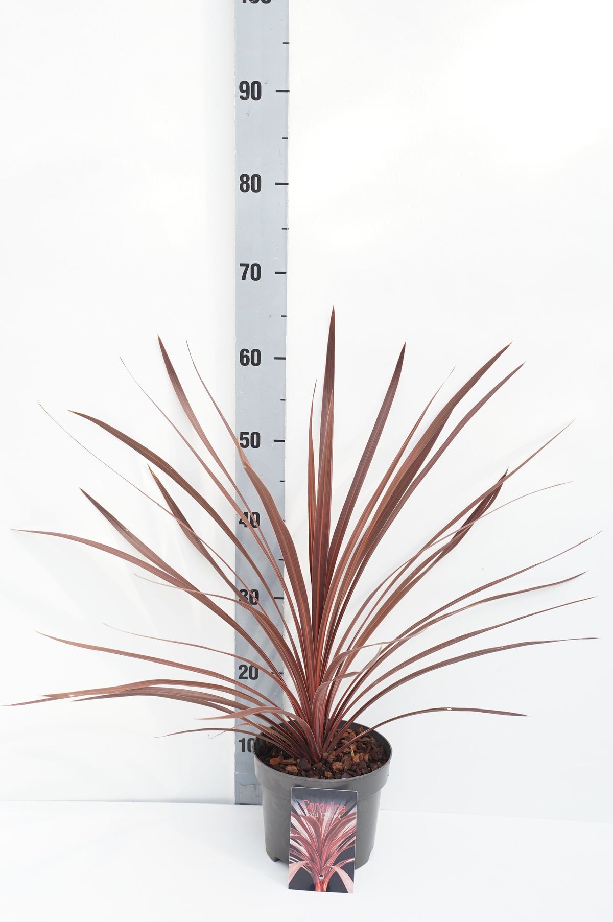 Cordyline aus. &