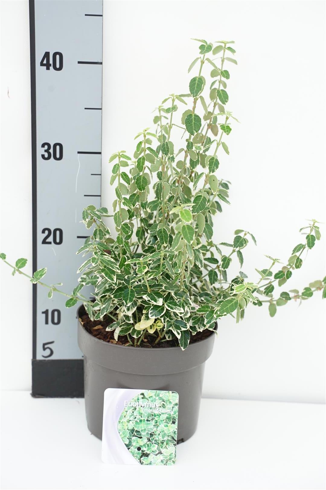 Euonymus fortunei &