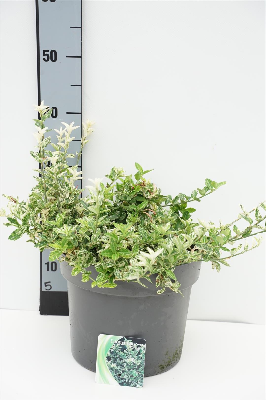 Euonymus fort. &