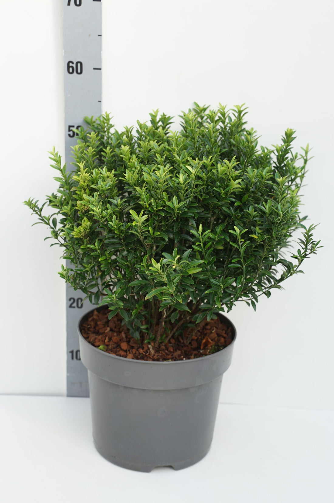 Euonymus jap. &