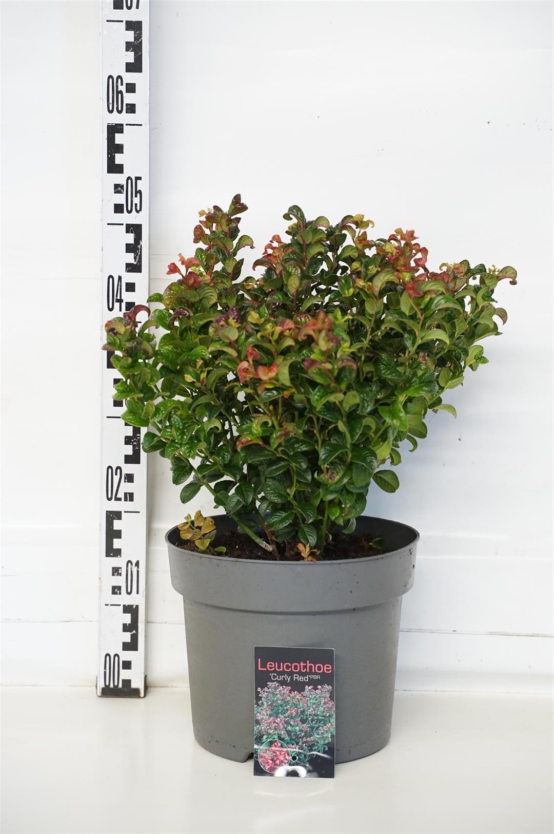 Leucothoe axillaris &