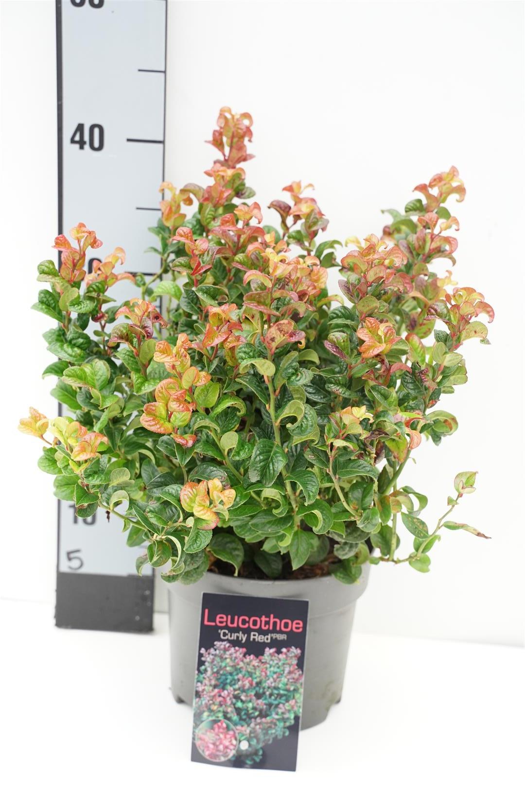 Leucothoe axil. &