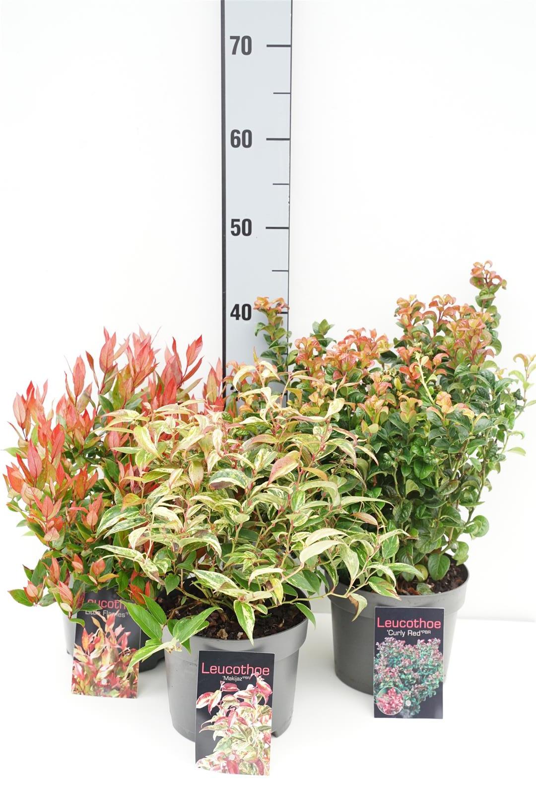 Leucothoe i sorter C2 (2 liters kruka) / 17 cm kruka 20-25 cm