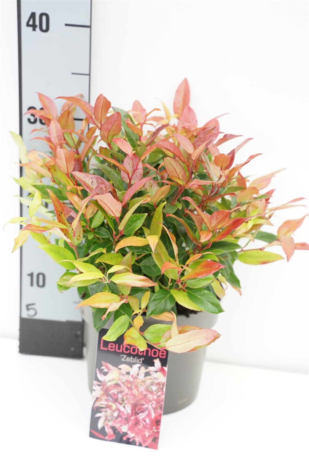 Leucothoe &