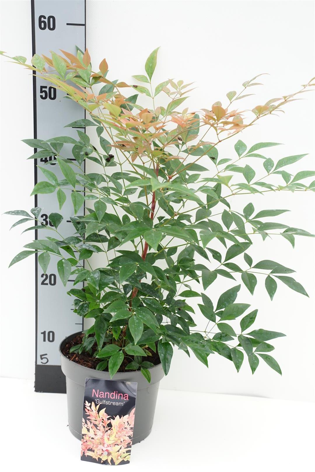 Nandina domestica &
