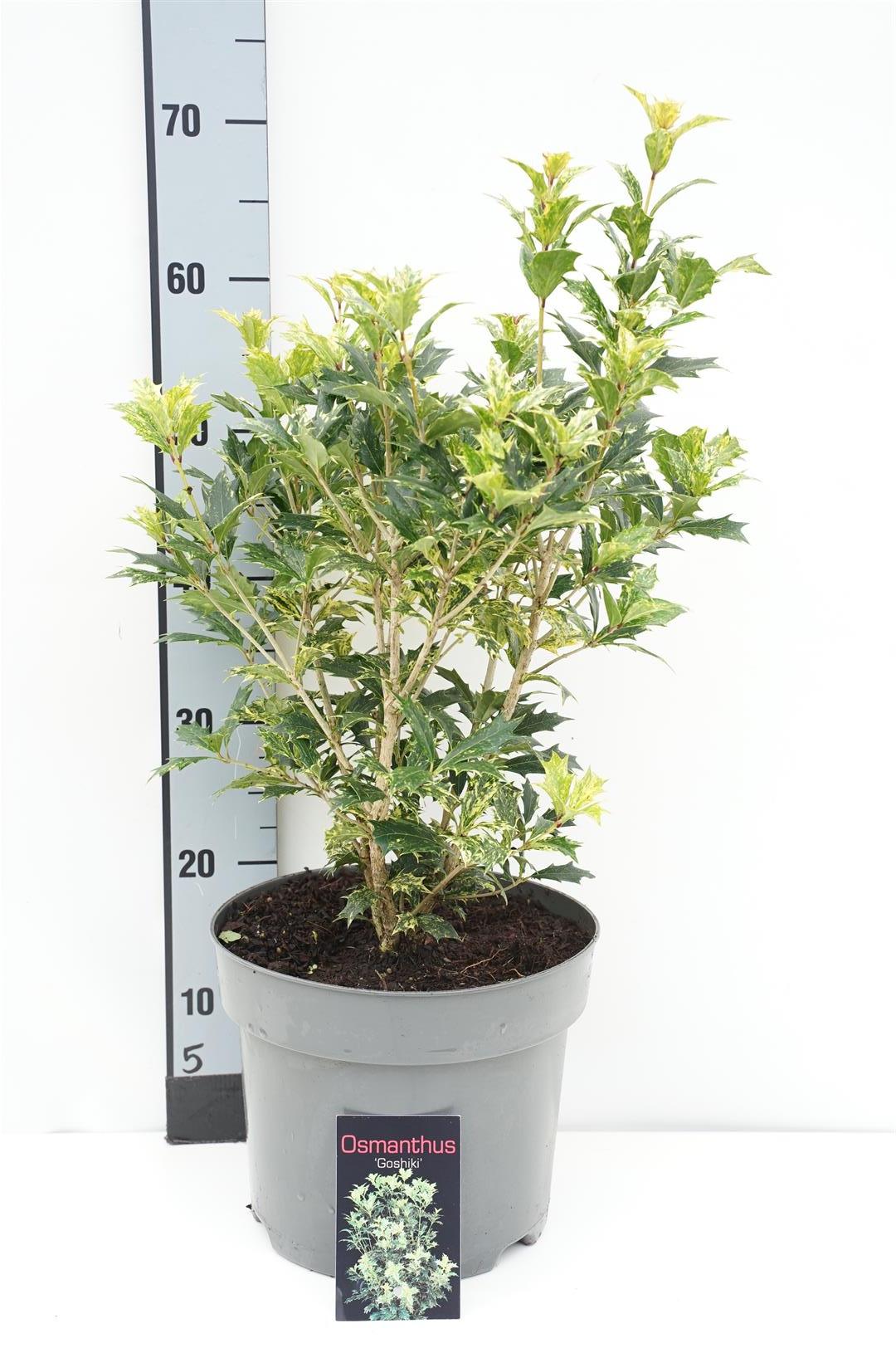 Osmanthus heter. &