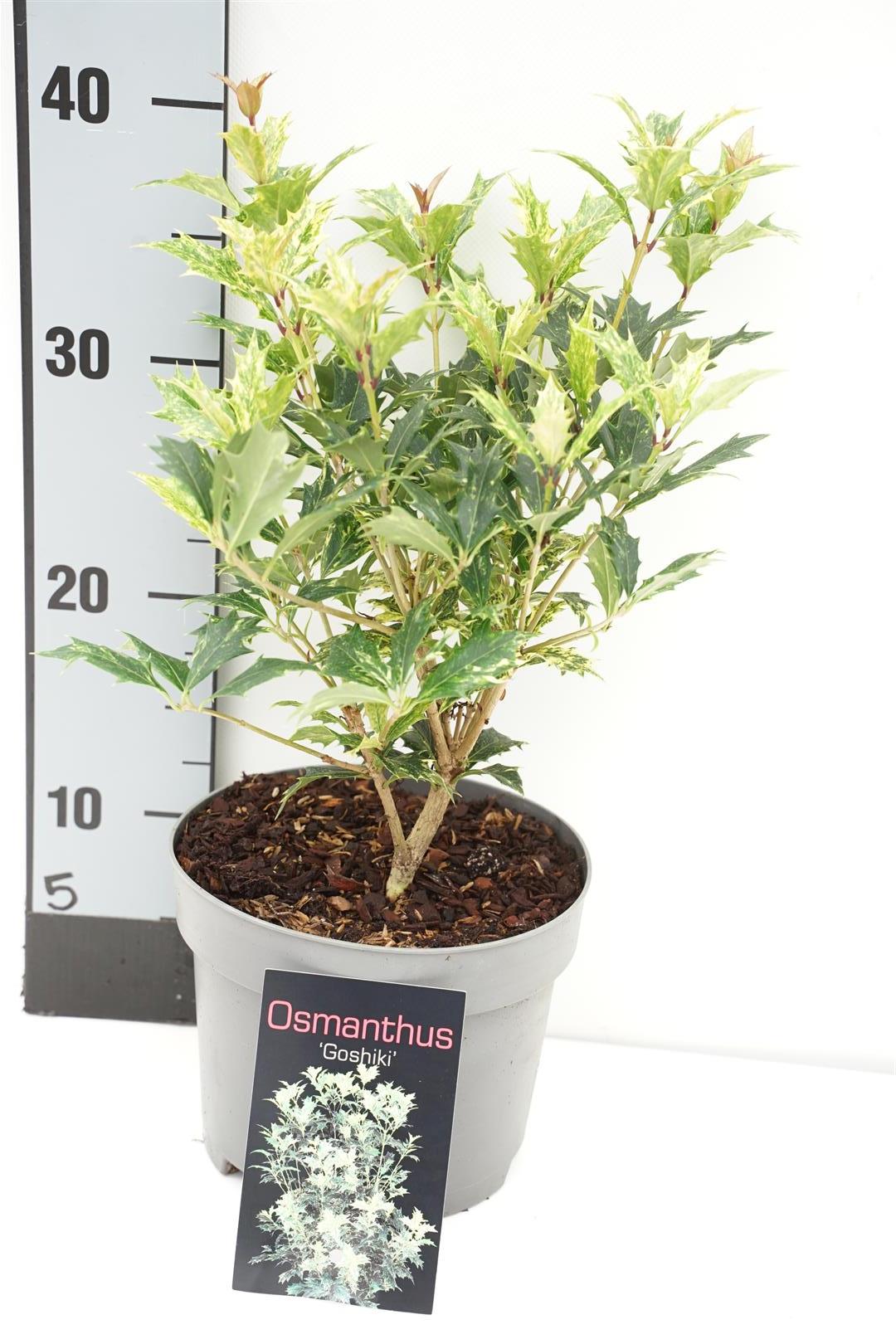 Osmanthus heterophyllus &