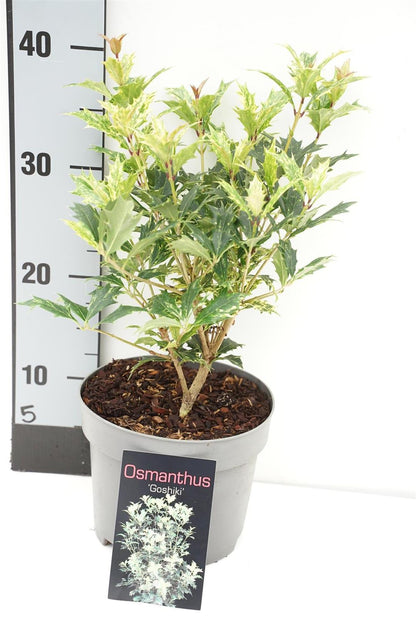 Osmanthus heterophyllus &