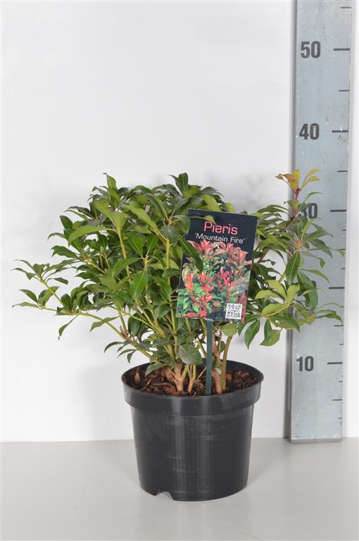 Pieris japonica &