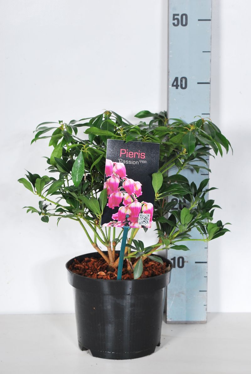 Pieris japonica &